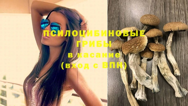 apvp Алзамай