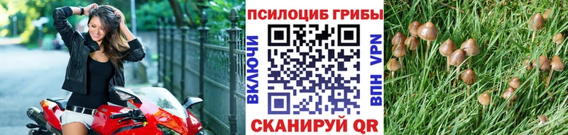 Псилоцибиновые грибы Psilocybe  Верхоянск 